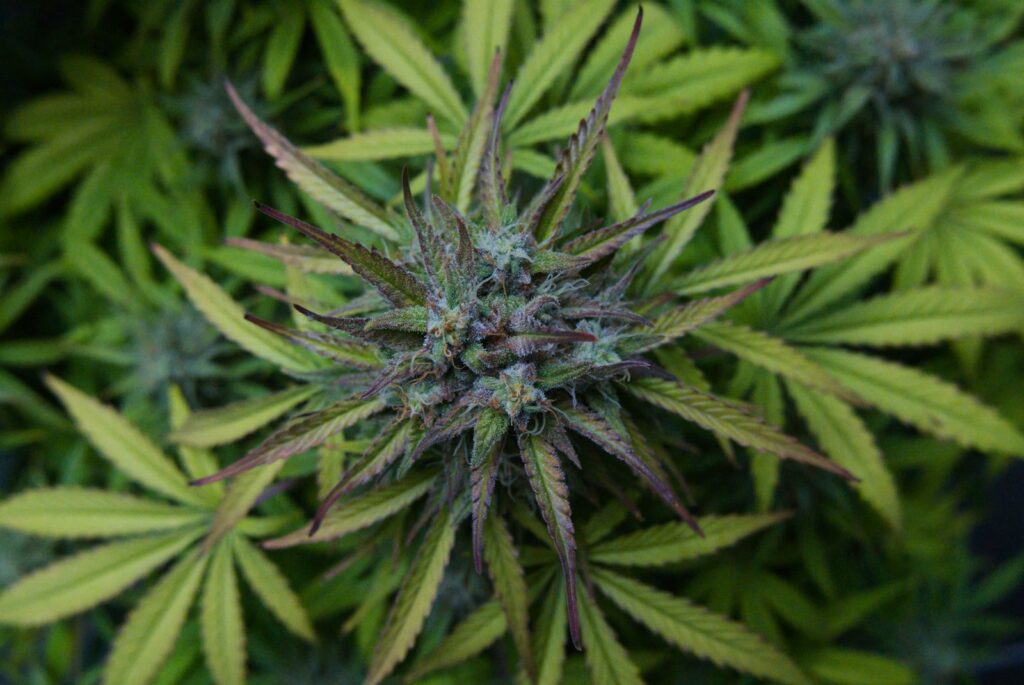 a close up of a green plant with lots of leaves